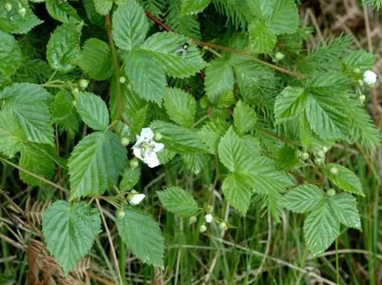 rovo 1