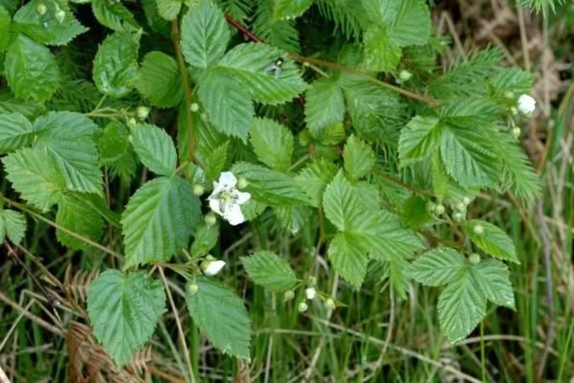 rovo 1