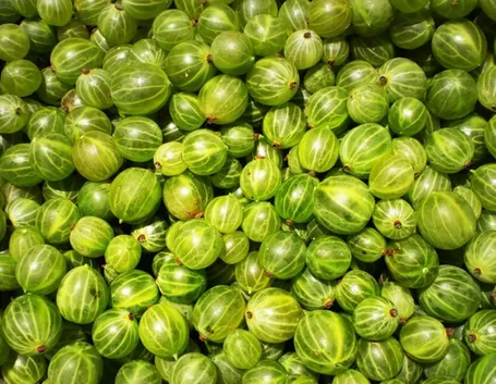 Uva spina verde