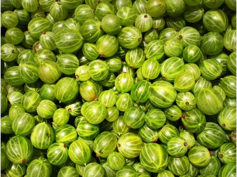 Uva spina verde
