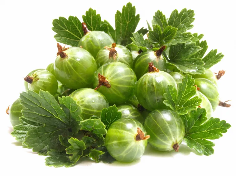 Malattie ribes grussularia