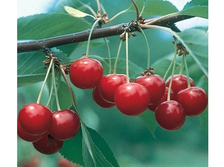 Fiore amarena