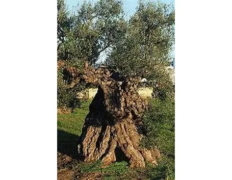 olivo albero