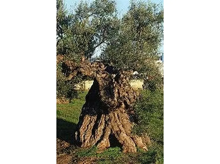 olivo albero