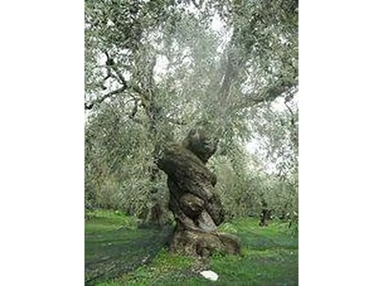 olivo albero 2