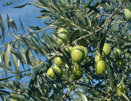 Olivo ascolano