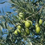 Olivo ascolano