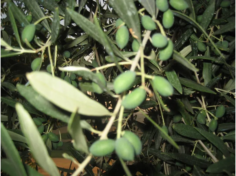 Olivo ascolano 2
