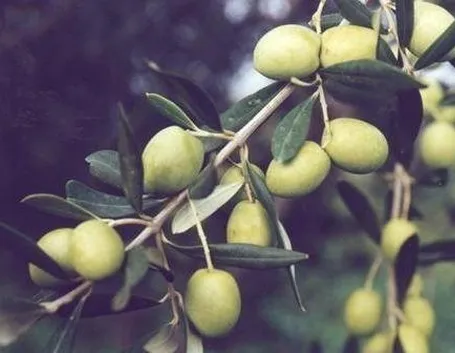 olivo bianchera