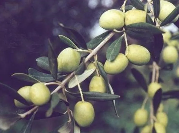 olivo bianchera