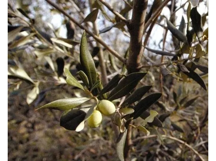 olivo bianchera 2