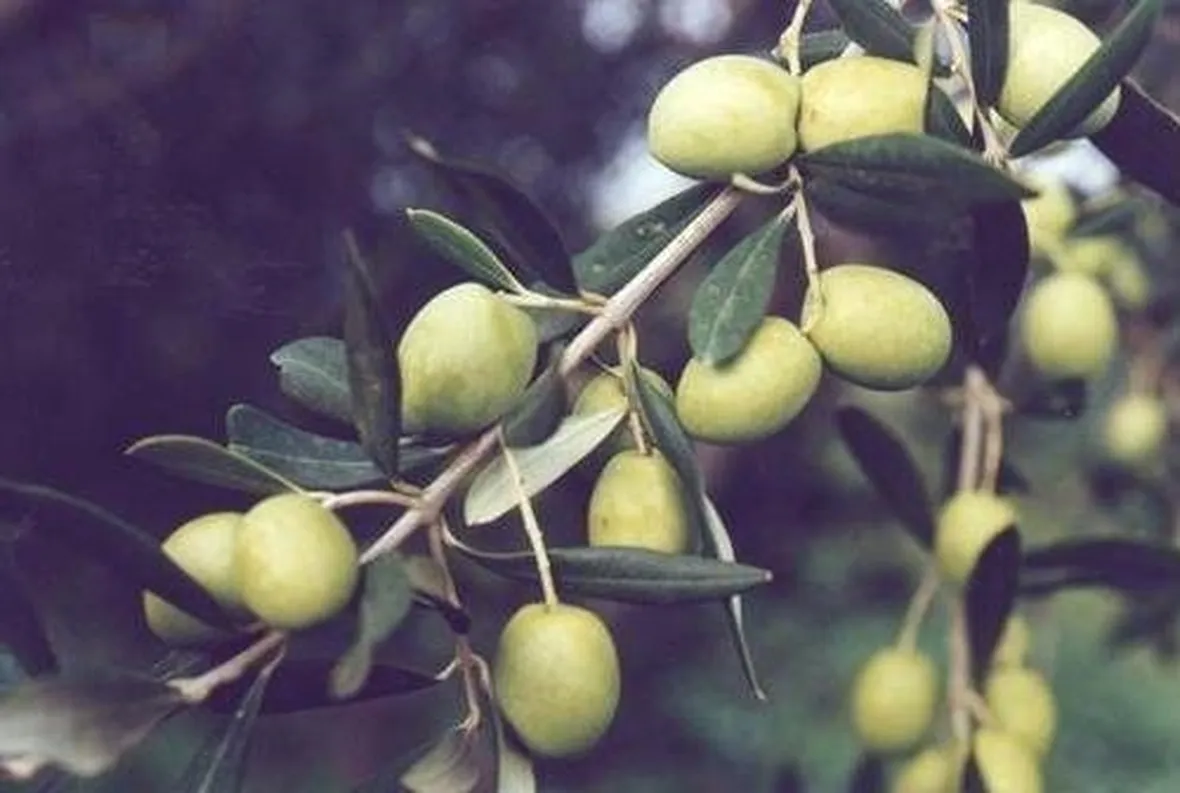 olivo bianchera