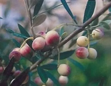 biancolilla cultivar
