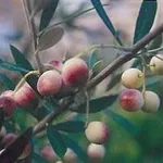 biancolilla cultivar