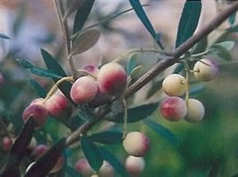 biancolilla cultivar