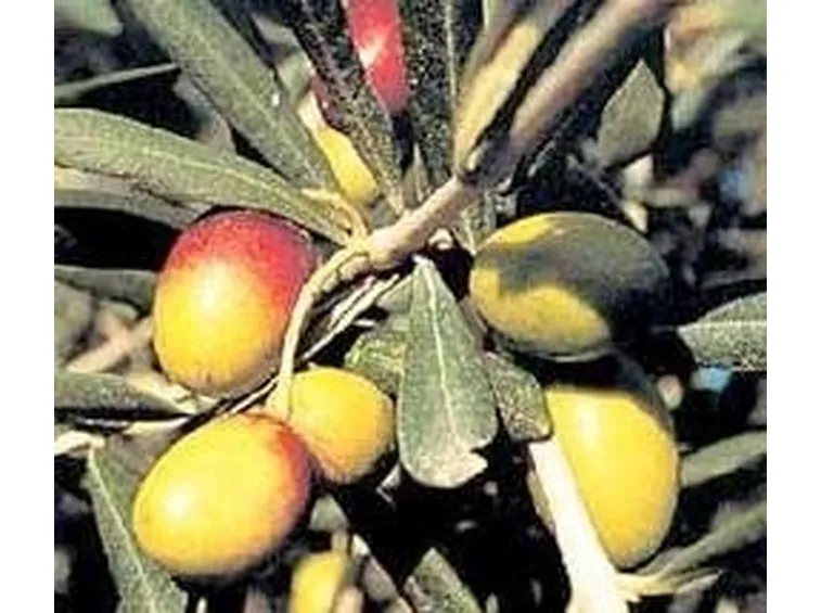 olive biancolilla