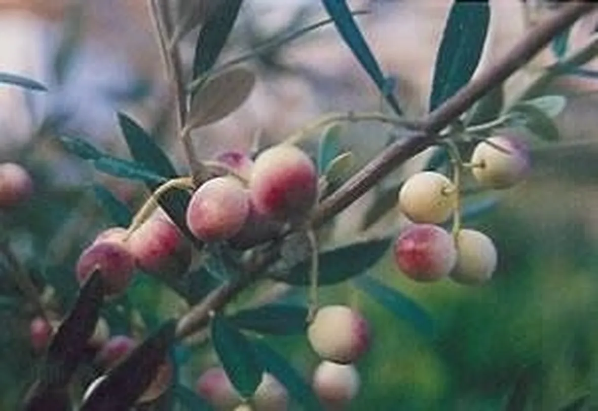 biancolilla cultivar