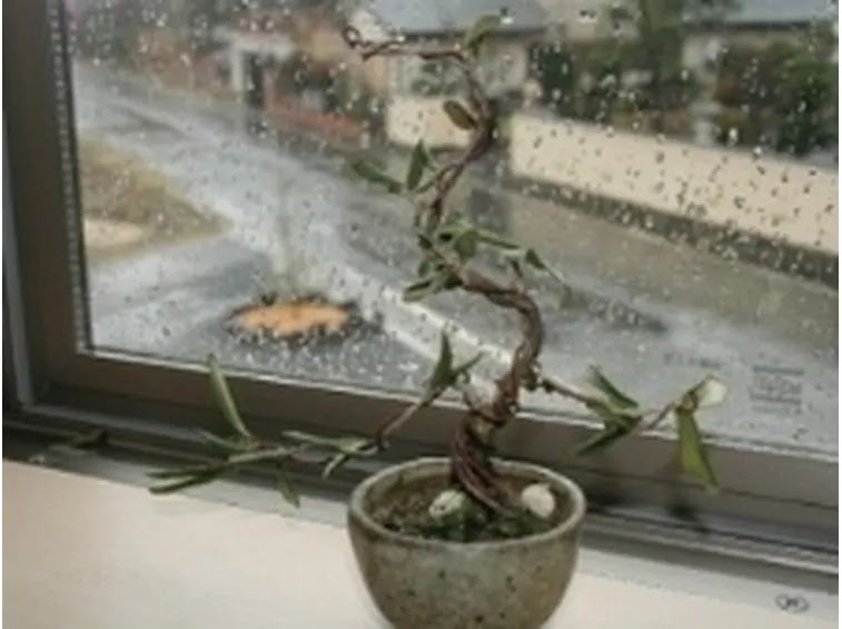 olivo bonsai
