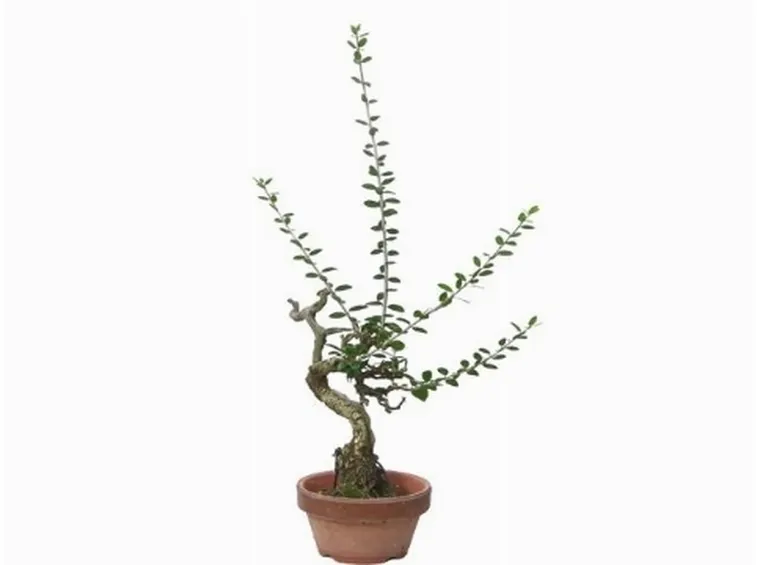 olivo bonsai2