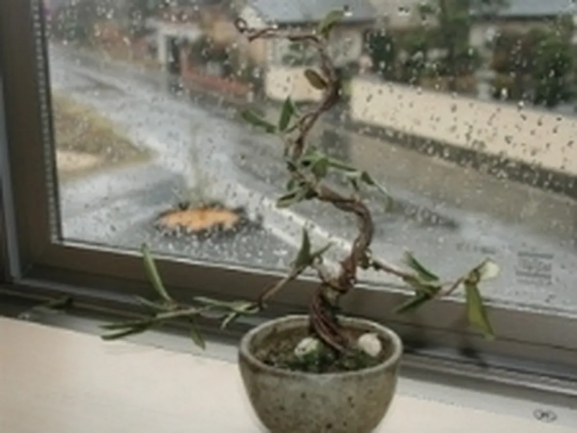 olivo bonsai