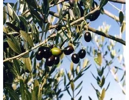 olive canino
