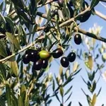 olive canino