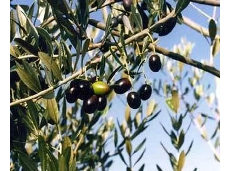 olive canino