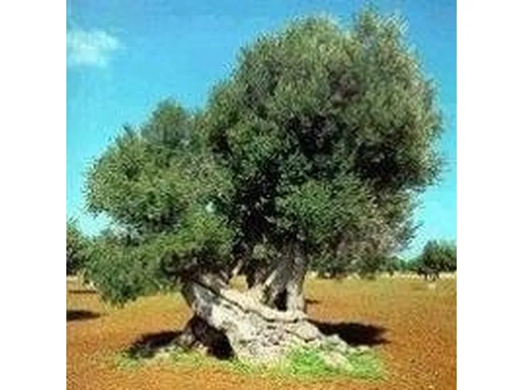olivo canino
