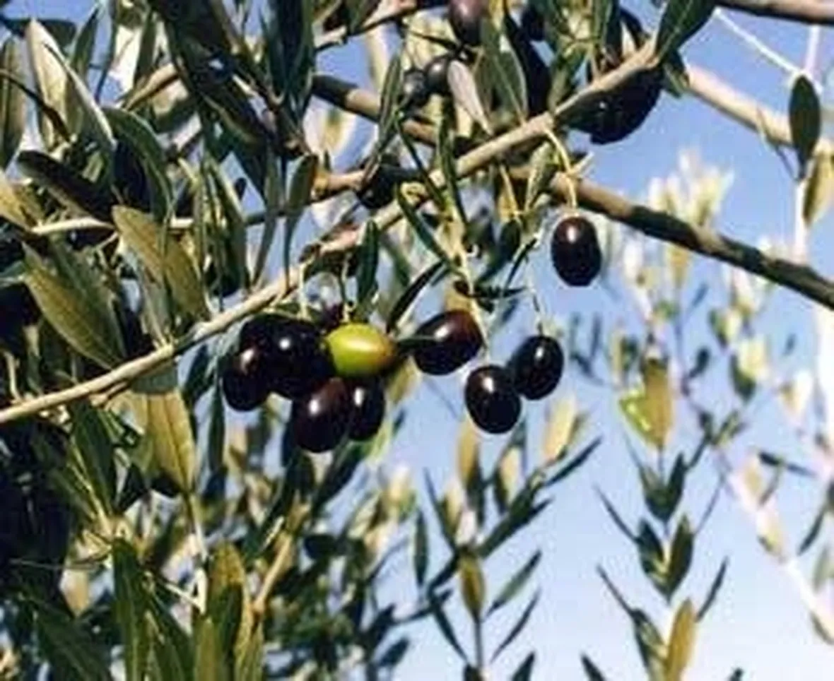 olive canino