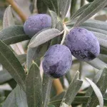 Carolea