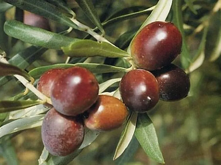 L'olivo Carolea 