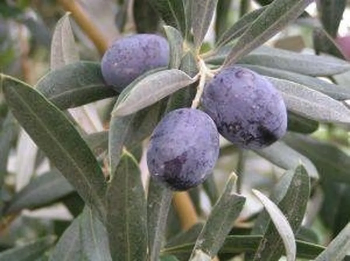 Carolea