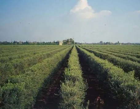 Cipressino 2