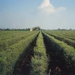 Cipressino 2