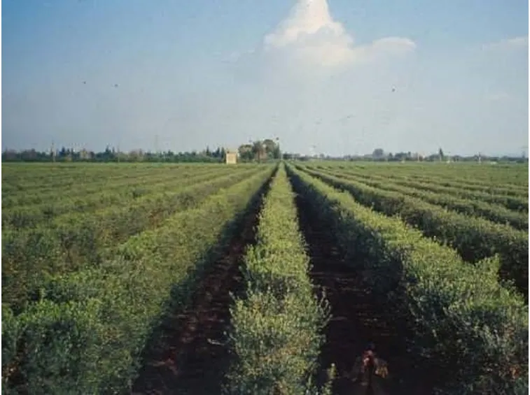 Cipressino 2