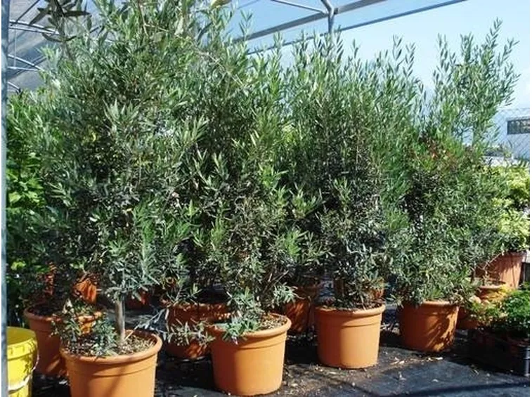 Cipressino 