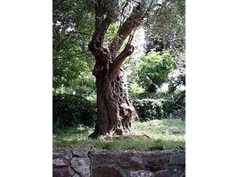 olivo