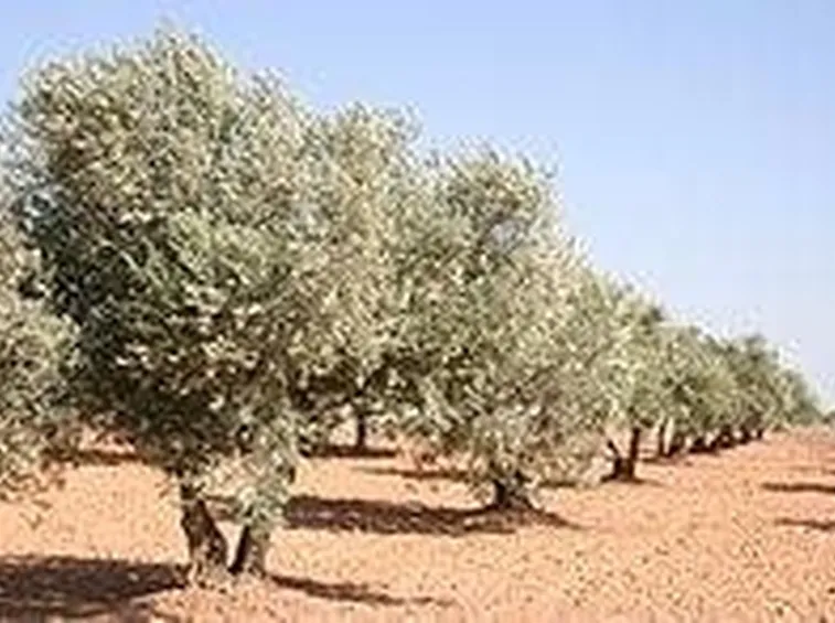 olivo 2
