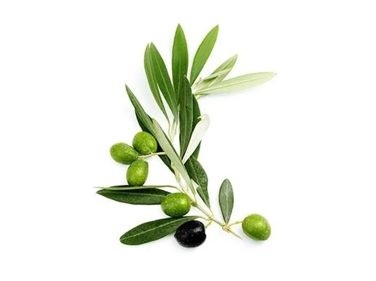 olivo
