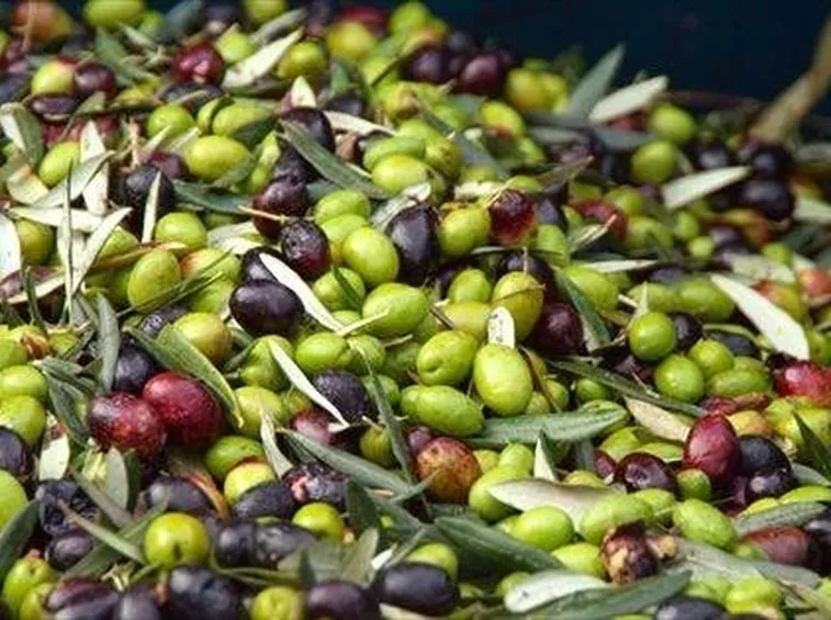 Olivo coratina