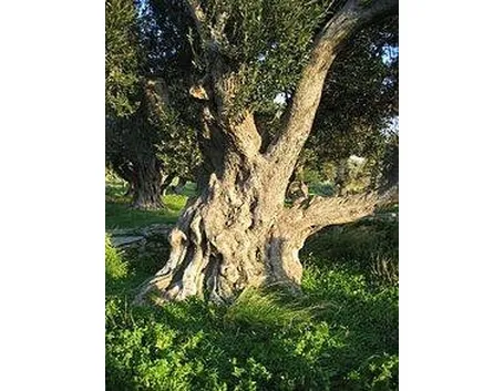 olivo