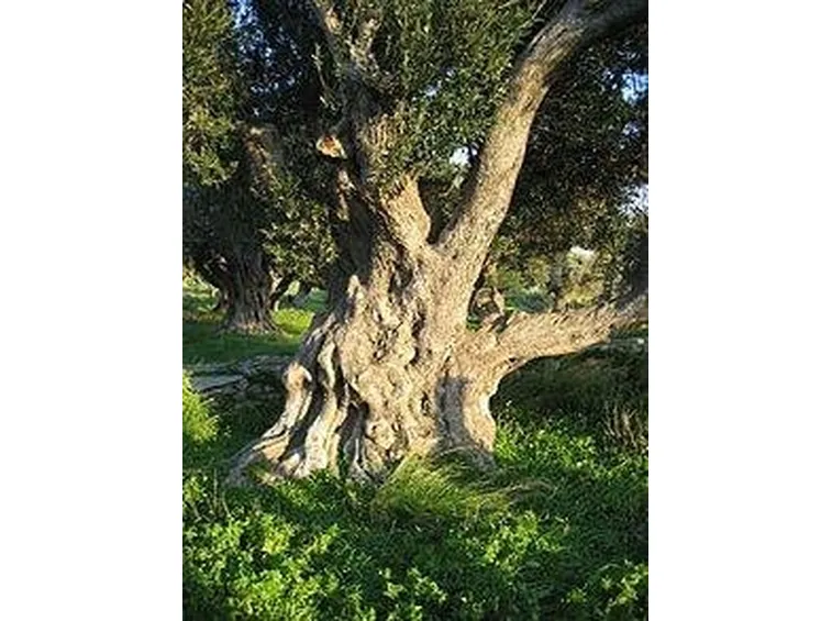 olivo