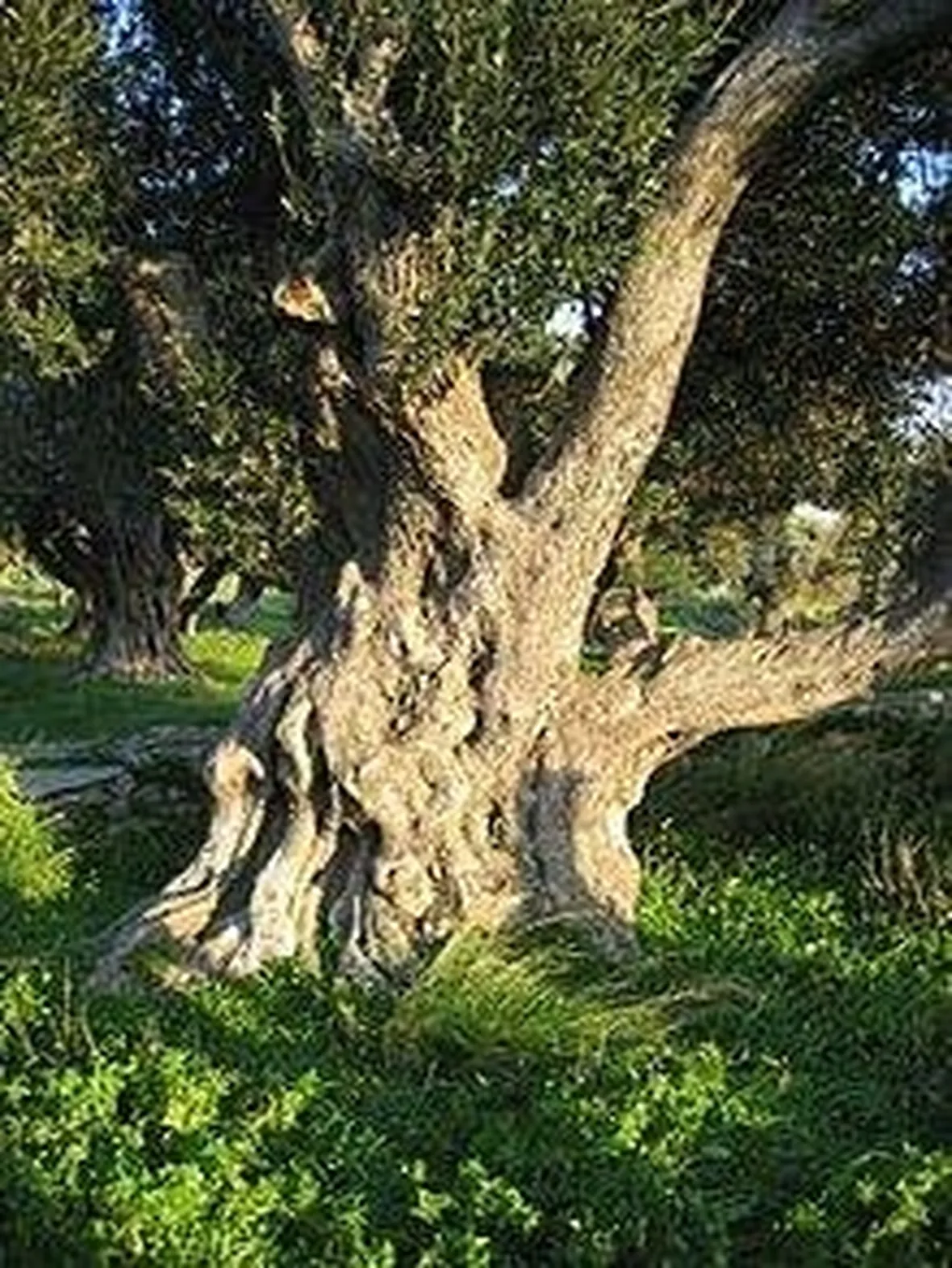 olivo