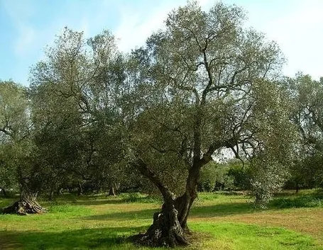 olivo cura