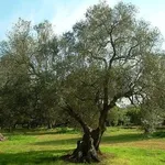 olivo cura
