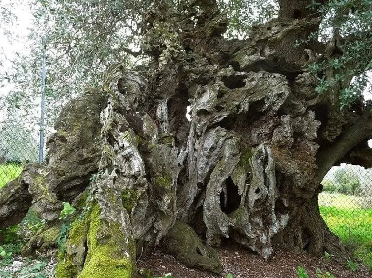 olivo cura