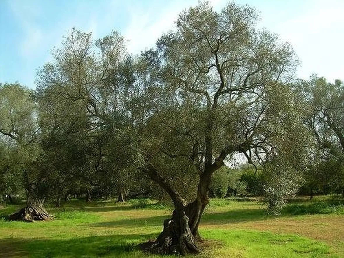 olivo cura