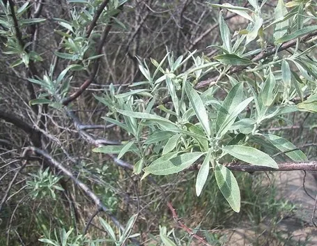 olivo boemia