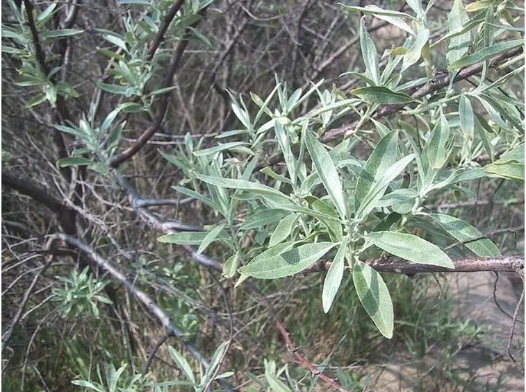 olivo boemia