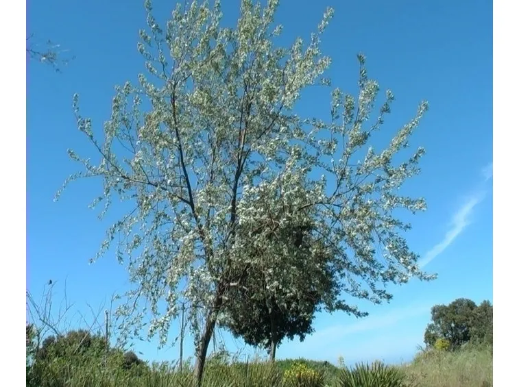 olivo boemia 2